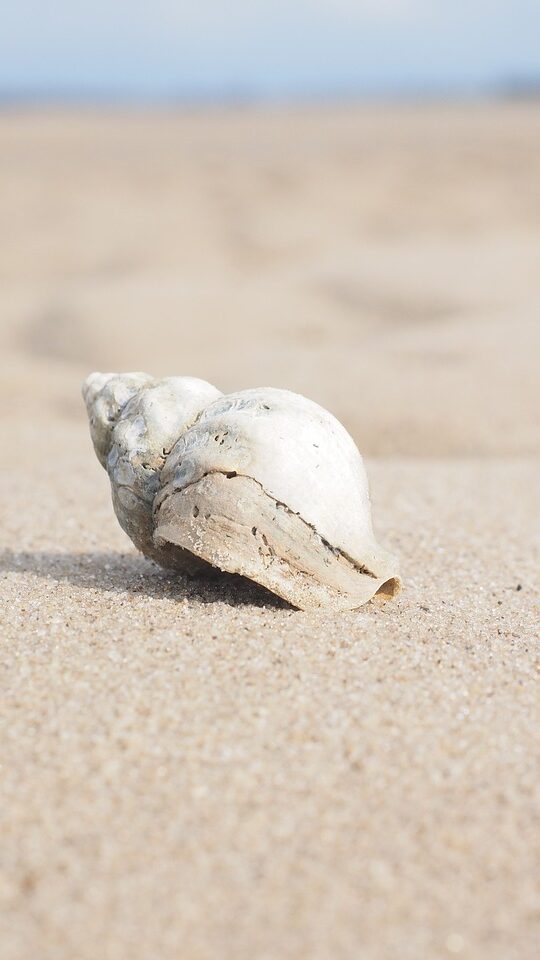 snail, whelk, shell-2867882.jpg