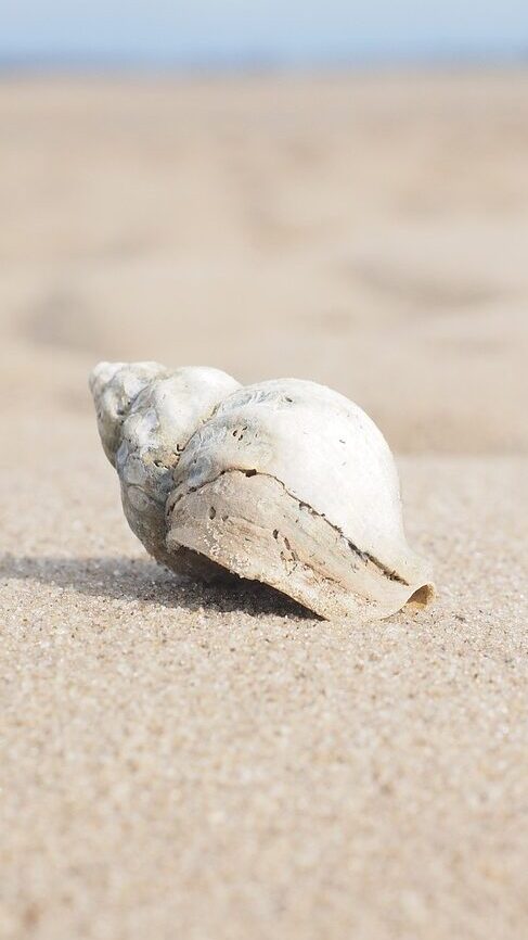 snail, whelk, shell-2867882.jpg